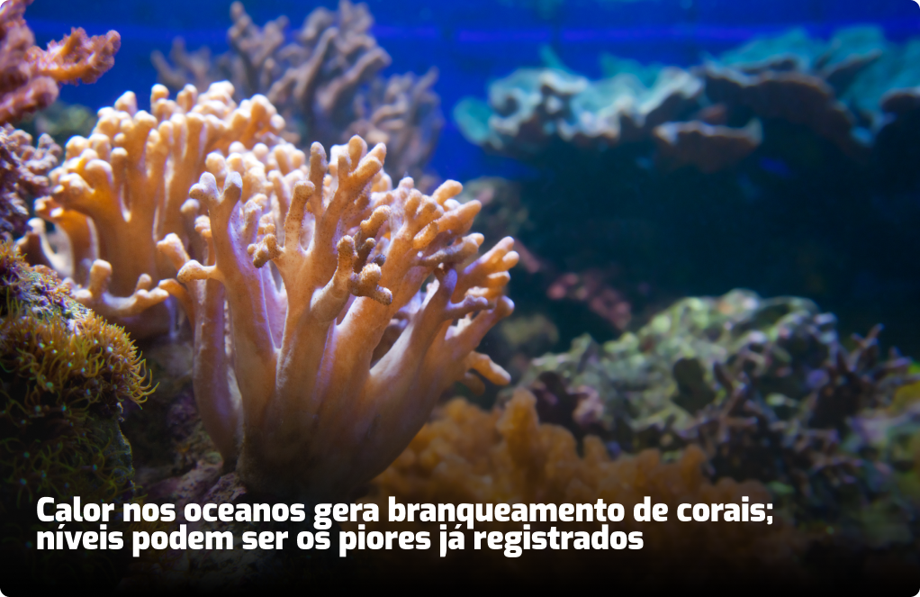 notícia sobre branqueamento de corais